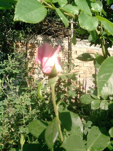trandafir (34) - trandafirii