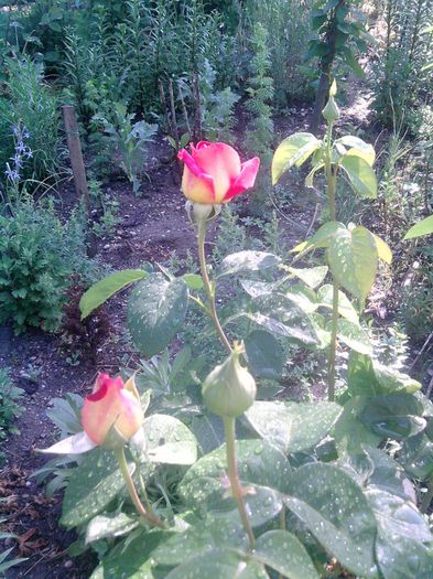trandafir (36) - trandafirii