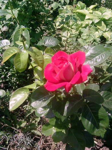 trandafir (40)