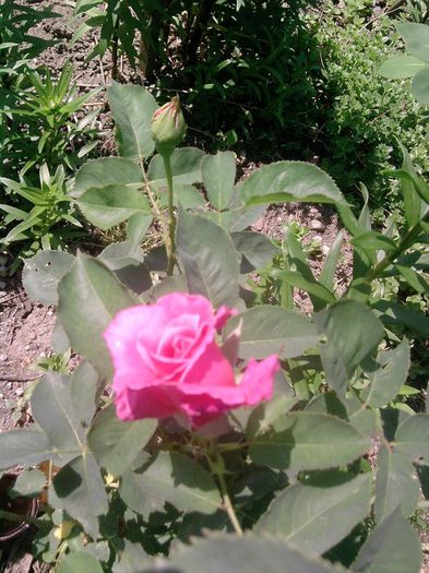trandafir (45)