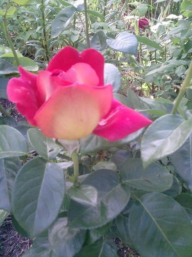 trandafir (49)