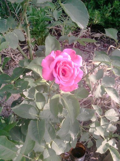 trandafir (50)