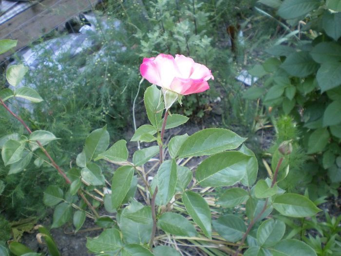 trandafir (56)