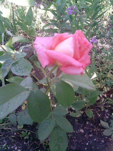 trandafir (68)