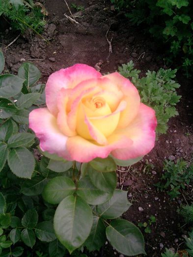 trandafir (74)