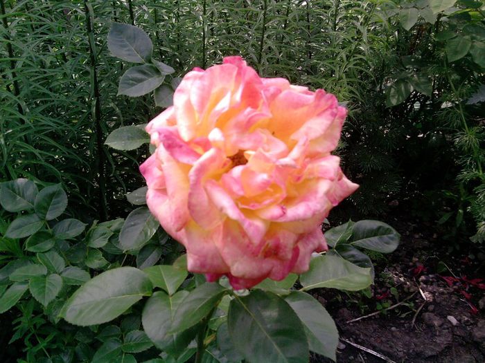 trandafir (77)