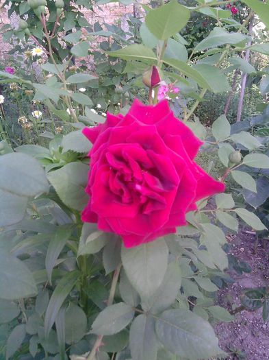 trandafiri (23)