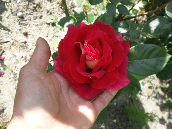 trandafirr (4) - trandafirii