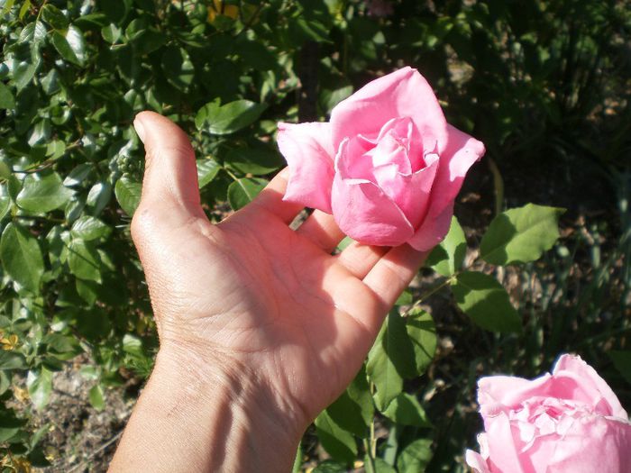 trandafirr (5) - trandafirii