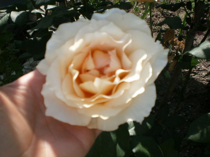 trandafirr (8) - trandafirii