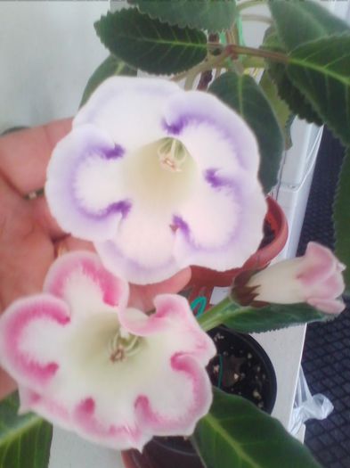 Picture 362 - gloxinia 2013