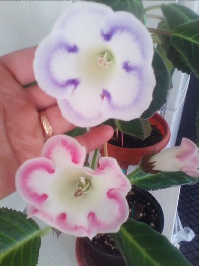 Picture 361 - diverse flori 2013