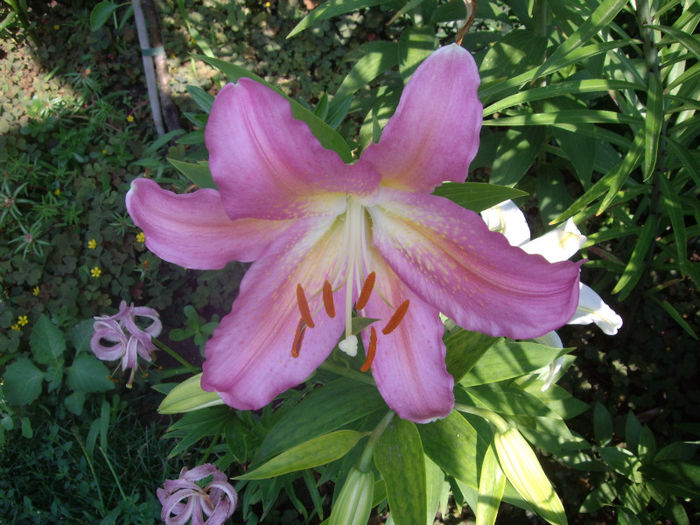 IMGP5210