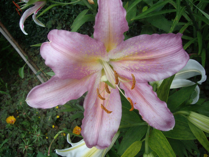 IMGP5224