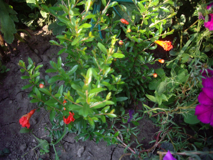 rodie ornamentala