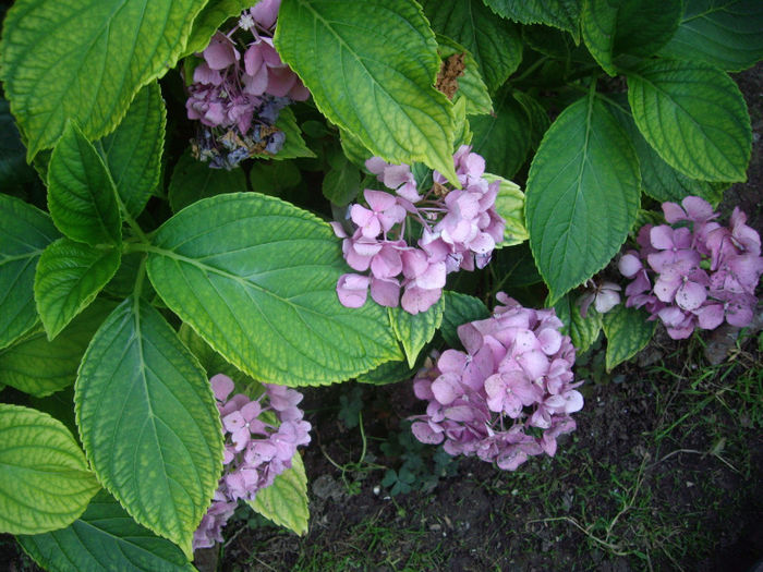 IMGP5228