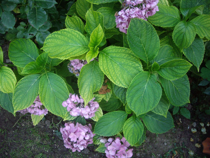 IMGP5229