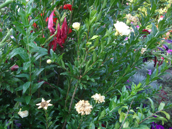 IMGP5241