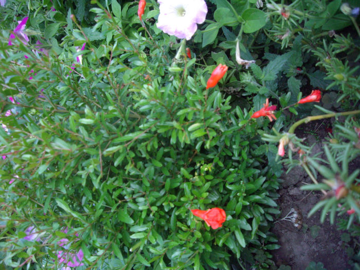 IMGP5247