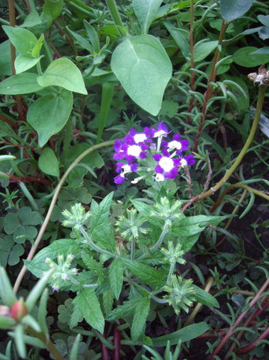 IMGP5258