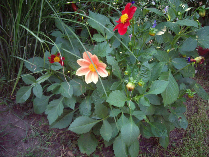 IMGP5267