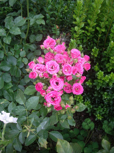 IMGP5291