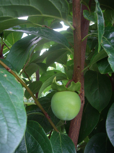 fruct de kaki