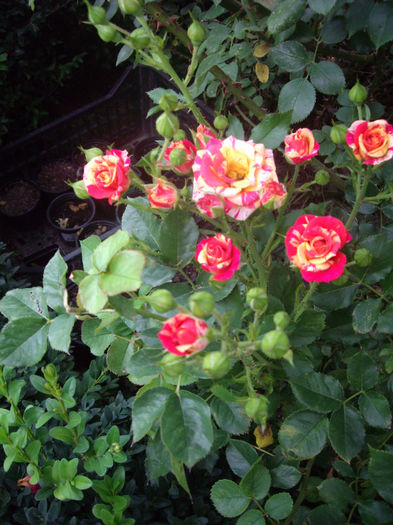 IMGP5308
