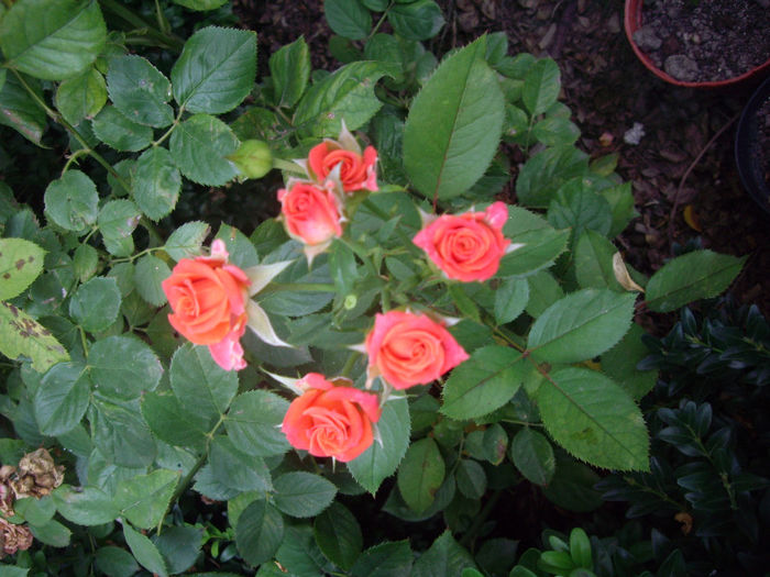 IMGP5309