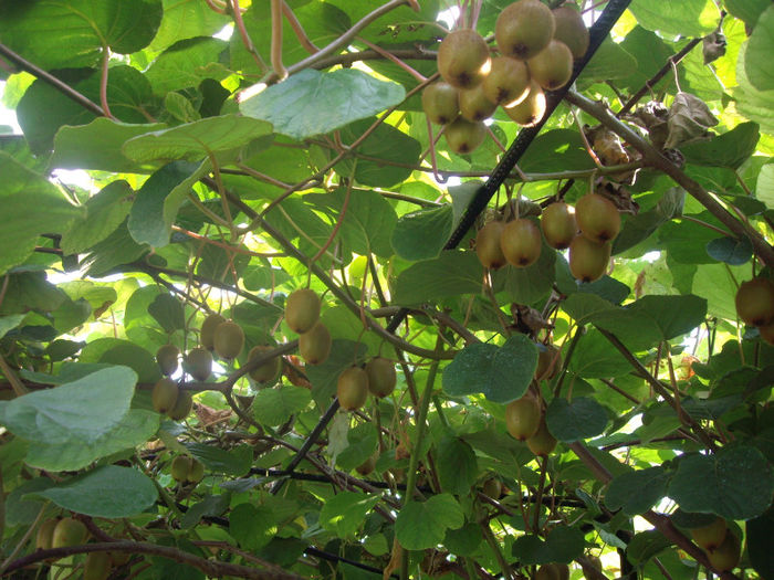 fructe de kiwi