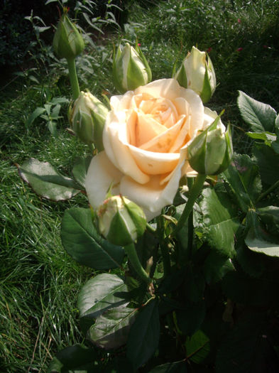 IMGP5315
