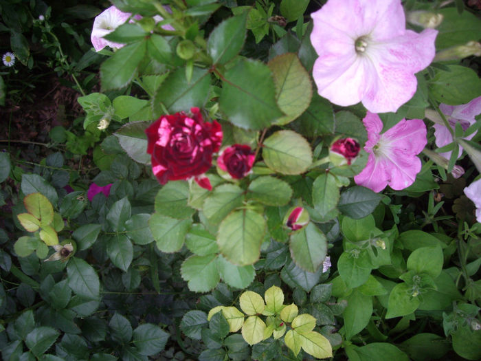 IMGP5319