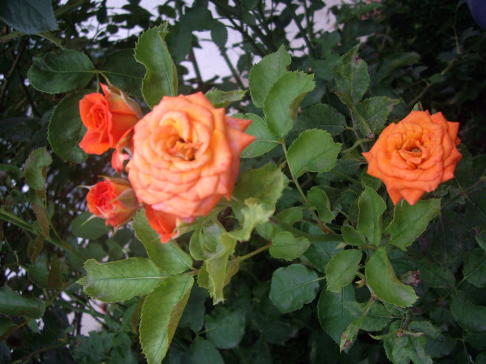 IMGP5321