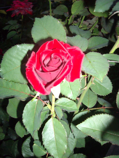 IMGP5324