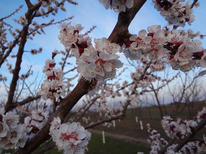 Cais in floare