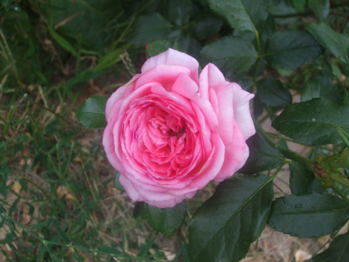La Rose de Molinard - vara 2013
