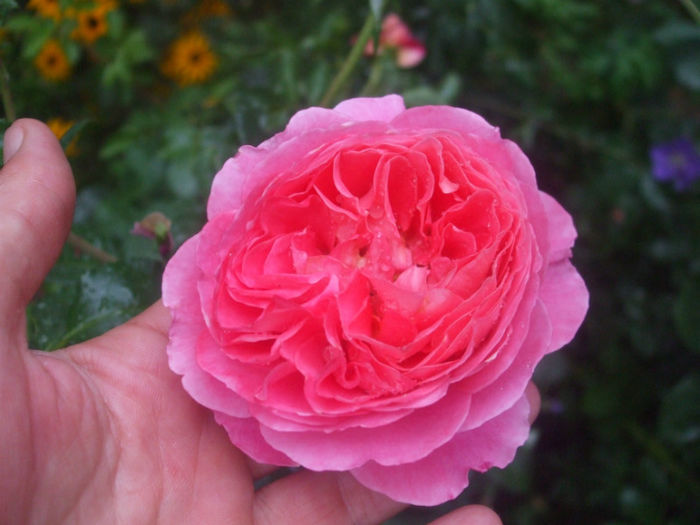 Souvenir de Lucien Massad