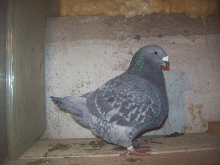 Racingnick F 2009 349