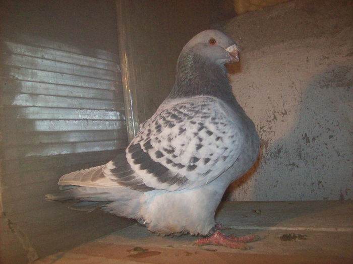 Racingnick M 2010 34