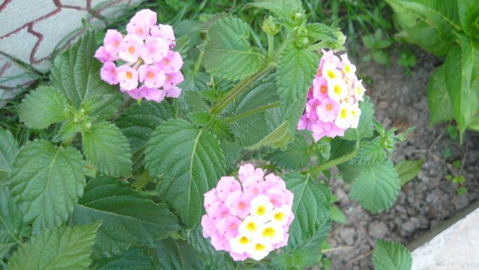 lantana - Flori de vara