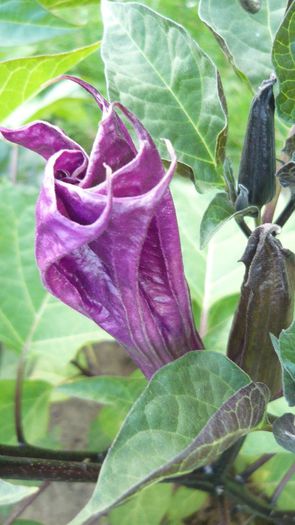 datura