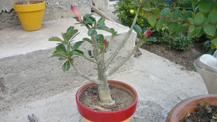 adenium