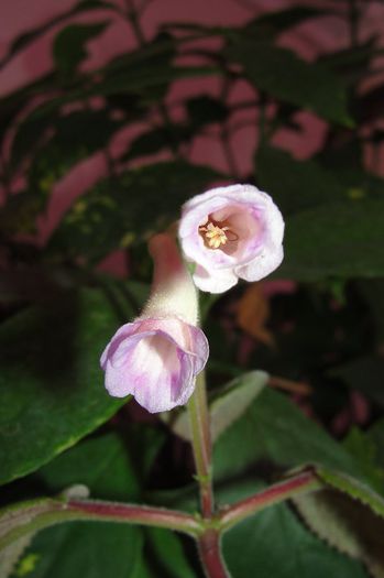 HCYS Flamingo Party - Sinningia-1