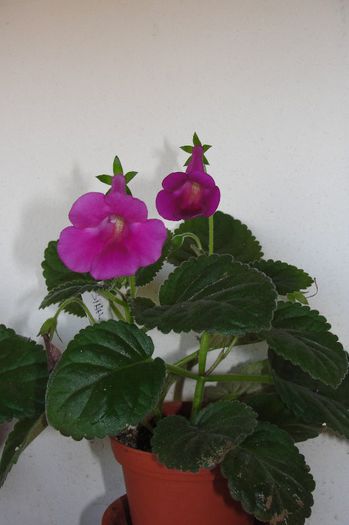 HCYS Lady Lady - Sinningia-1