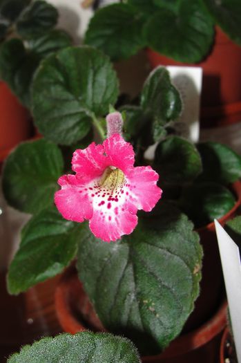 SRG's Red Feather - Sinningia-1