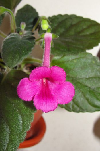 SRG's Wild Cherry - Sinningia-1