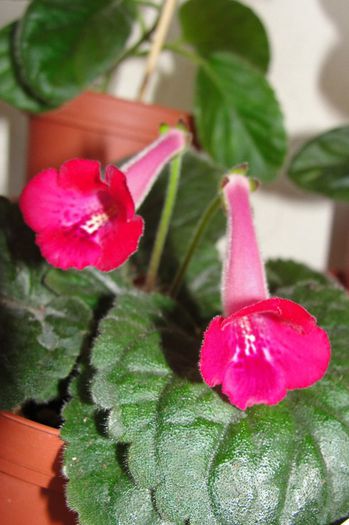 SRG's Paprika - Sinningia-1