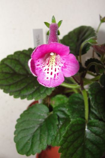 SRGs Red Wiggler - Sinningia-1