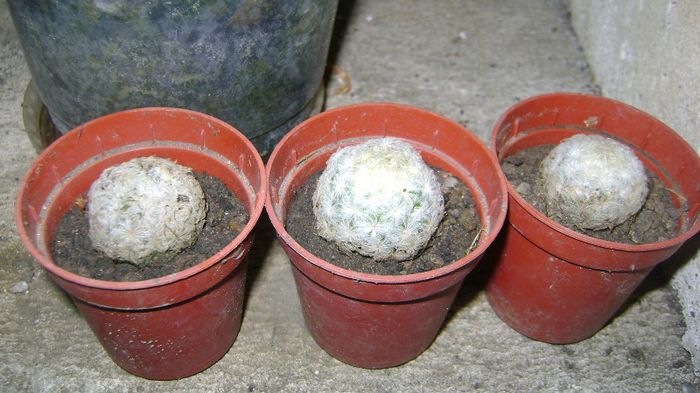 plumossa