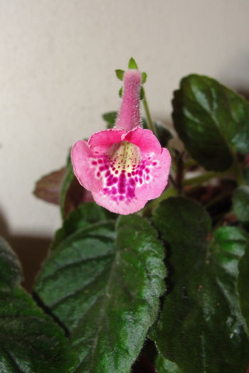 SRG's Pink Diamond - Sinningia-1